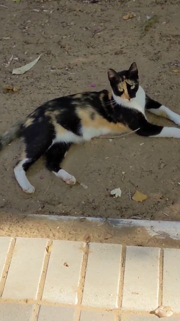 Красивая трехцветная кошка 😻 Смешные коты 😹 Nice calico cat 🐈 Funny cats 😸 Cute animals 🐾 Memes Pet