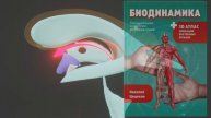 Книга биодинамика с 3D анимацией процессов краниосакральных движений всех отделов тела