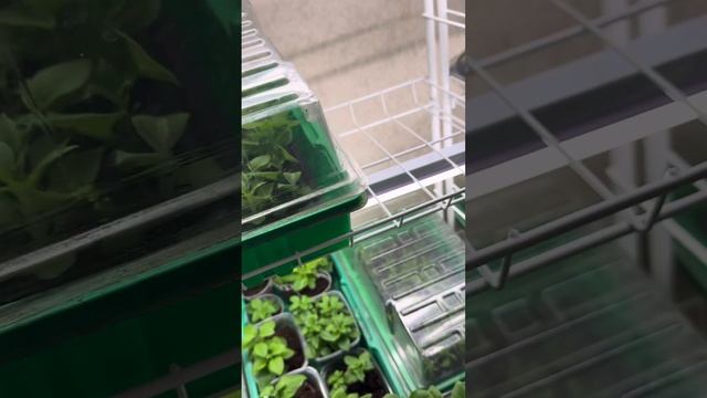 Приучаем черенки к сухому квартирному воздуху || главн