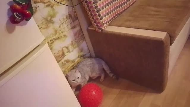 Прикольные коты и кошки День второй