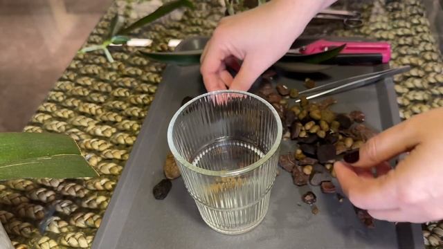 Как отделить детку с пня орхидеи фаленопсис . Двойная ?