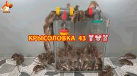 Крысоловка вариант (43) 🐀 Как сделать крысоловку своими руками и поймать кучу крыс 🐀🐁🐀