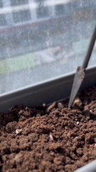 #homegardening наши грядки на окне