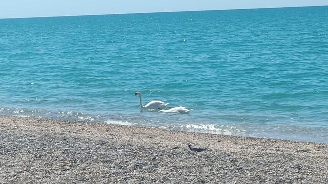 Белые лебеди в Черном море 👍