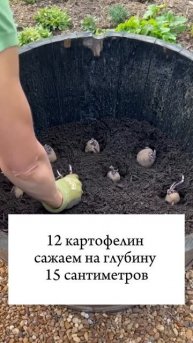 Сажаем картофель! #дача #огород #урожай #сад #дачник #garde