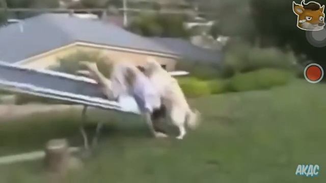 Смех не грех