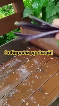 Собираем урожай! #дача #сад #огород #plants #лето #фасоль #у?