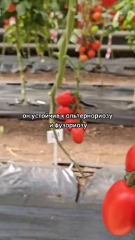 ЭТАЛОН среди томатов для консервирования и маринован?