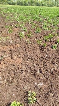 дикие кабаны выкапали картошку