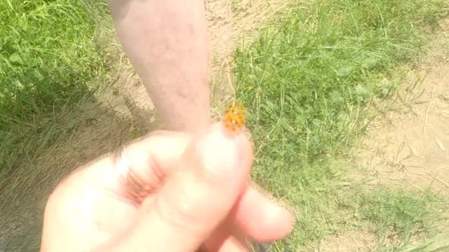 Влог низкого качества 4 КИСЛЫЙ