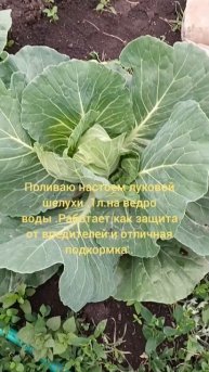 Капуста в июне .Полив и подкормка 2 в одном .