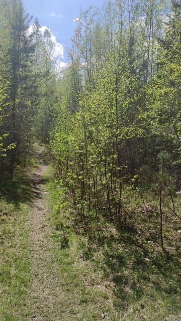 Весенний лес