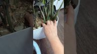 Замиокулькас растет как на дрожжах, распирает горшок и листья прут как бешенные