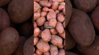 Лучшие сорта картофеля для посадки в этом сезоне! #кар?