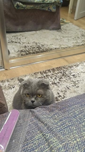 Шотландская вислоухая кошка Риана 06.05.2025.