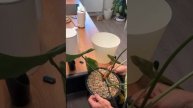 Как поливать минеральный грунт. #минеральныеудобрени?