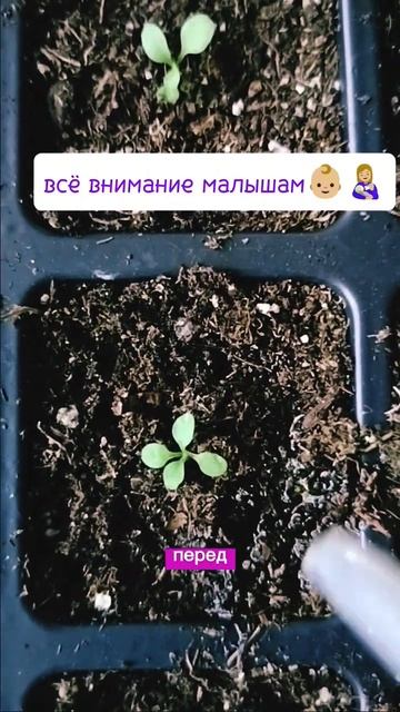 Петунии 2 недели от посева .