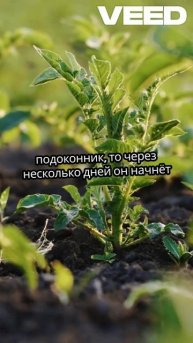 Загадочный и необычный лайфхак #лайфхаки #картошка #ре