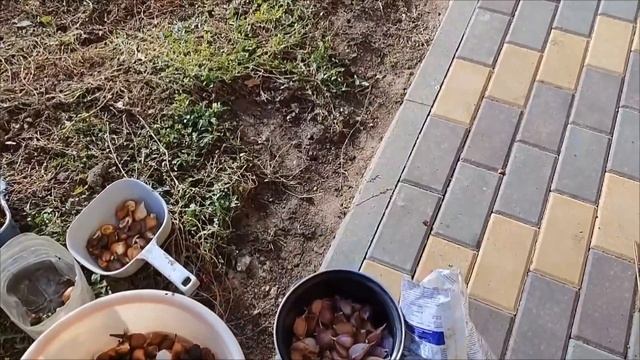 Стеллаж для рассады🌱 Посадила тюльпаны и чеснок🌷🧄?
