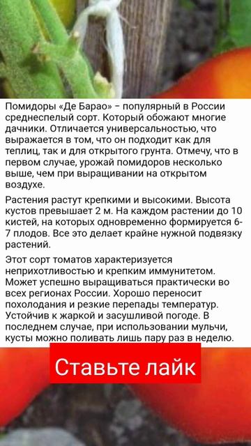 Посадил 1 раз этот сорт помидоров, теперь сажаю каждый