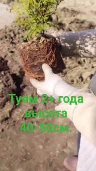 Огромные корни у туи через 2 года