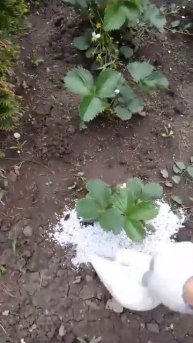 Внесение мульчи целлюлозной на клубнику