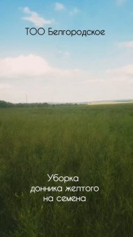 Уборка желтого донника на семена