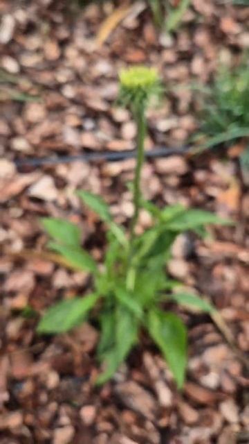 #ехінацея перша квітка починає розкриватися 🥳#echinacea #g