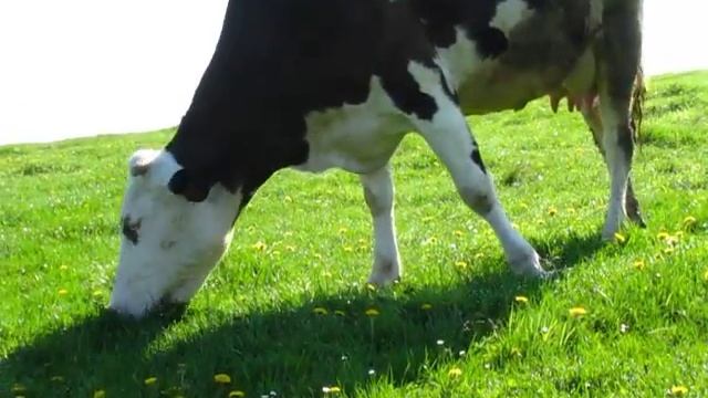 Корови на пасовищі.MOV Cows on pasture