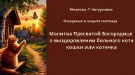 Молитва Пресвятой Богородице о выздоровлении больного кота, кошки или котенка.