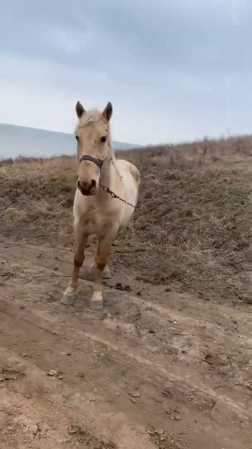 Лошадь на берегу моря