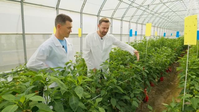 В ПОГОНЕ ЗА ИДЕАЛЬНЫМ ПЕРЦЕМ: КАК СОЗДАЮТСЯ СОРТА И ГИ?
