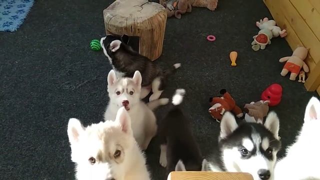 Кушать хотим