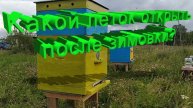 Какой леток открывать после зимовки? Важное правило от профессора Кашковского!