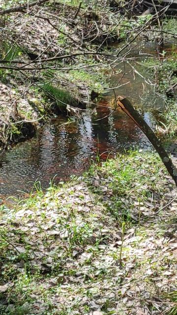 Весенний лес