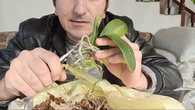 ПЕРЕСАДКА АНАКОНДЫ НЕУЖЕЛИ РУКИ ДОТЯНУЛИСЬ))))