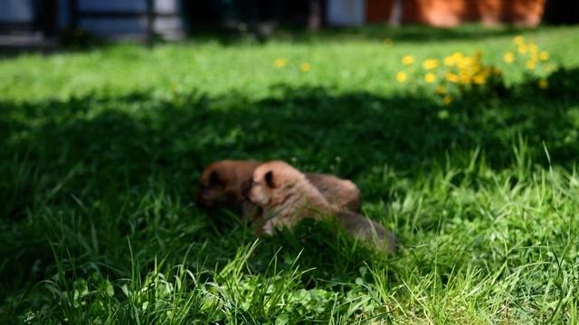 Мамки-няньки карело-финских щенков! :: The babysitters for Finnish Spitz pups!