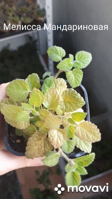 Мелисса Мандариновая #plants #garden #растения #мята #пряныет