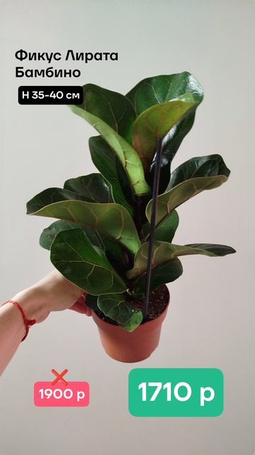 ФИКУСОМАНИЯ в Жизнь Зелёных с 5 по 11 мая 👉 подробности в тг plantsnn