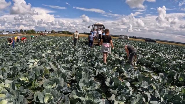 31.07.2024. Продолжение, уборка капусты гибрида Ферро F1.