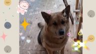 1000023172.mp4 (Собака наблюдает за утеплением кровли дома А-фрейм)