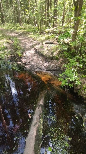 Весенний лес