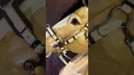 Оголовье-конструктор из белого биотана (хакамора, сайдпулл-кавессон, трензельное оголовье)