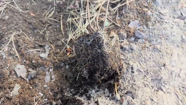 Пересаживаю свои саженцы гортензий из P9 в открытый гр?