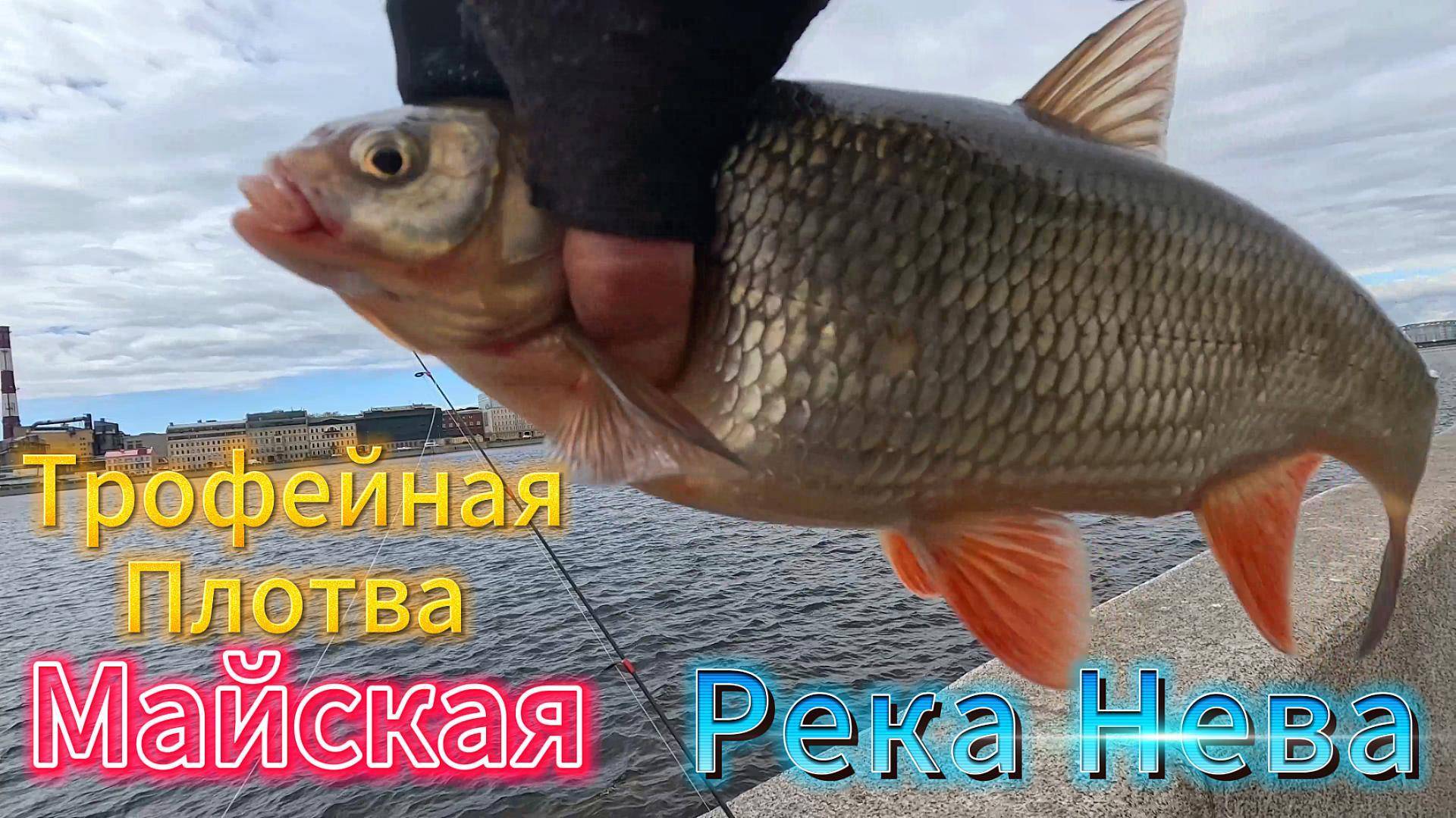 НЕВСКИЕ ПЛОТВА ЯЗЬ ОКУНЬ  ЛОВИЛ НА ОТВОДНОЙ И ДРОПШОТ НА  РЕЗИНУ.