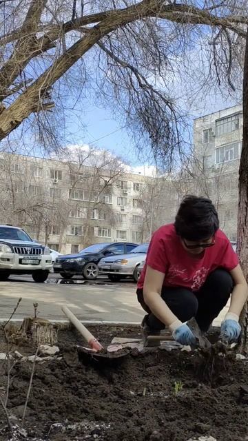 Пересадка ирисов. прочитала,что луковицы должны быть ?