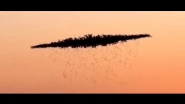 Крайне необычное поведение птиц у побережья Аргентины