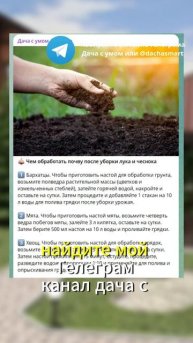 Как я обеспечиваю богатый урожай чеснока с помощью пр?
