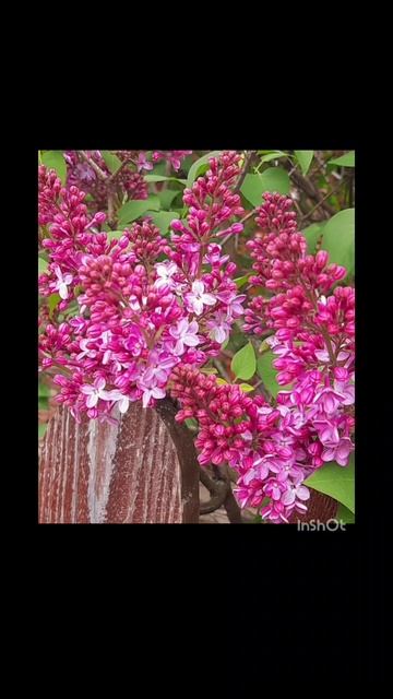 06-05-2025 утренняя цветочная прогулка