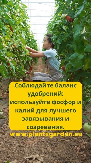 Избыток азота: главный враг красивых и сочных томатов